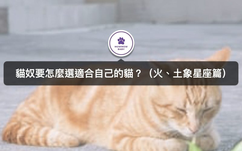 十二星座有專屬的貓咪？貓奴來看自己的星座貓是什麼吧（火、土象星座篇）