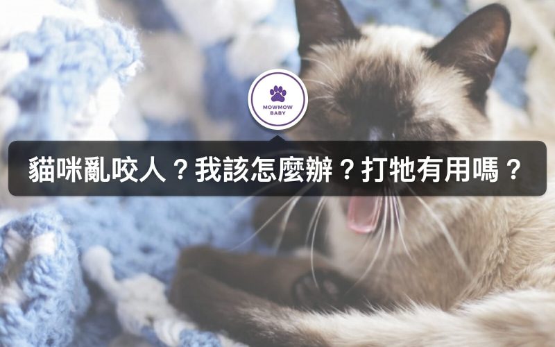 貓亂咬人的原因以及該怎麼辦？如何改變貓咬人行為呢？