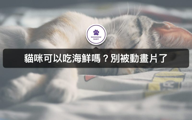 貓吃海鮮有哪些注意事項嗎？身為貓奴要注意的養貓注意事項