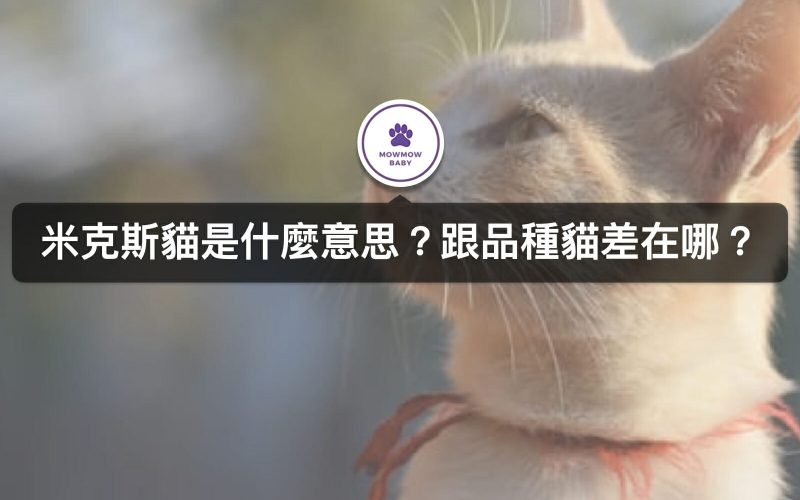 米克斯貓是品種貓嗎？米克斯貓特徵有哪些？