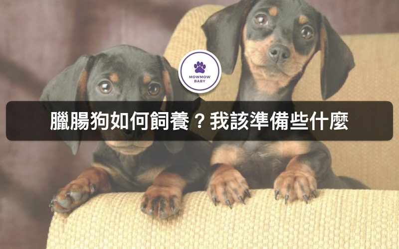 養臘腸狗要注意什麼事? 幫你做好功課了! 這3件事情絕對要小心!