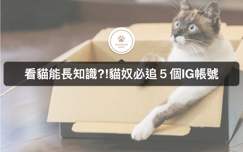 【喵星人IG】可以學習貓知識的5個貓IG帳號
