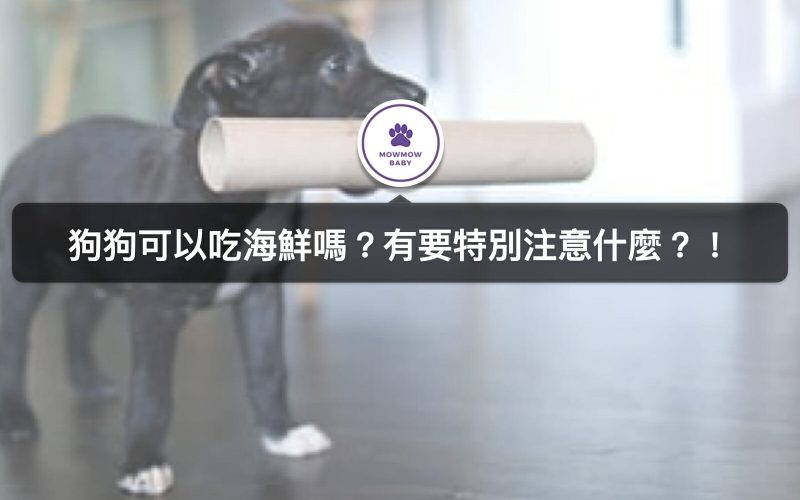 狗吃海鮮注意事項有哪些？飼養狗狗必知狗不能吃的海鮮有哪些