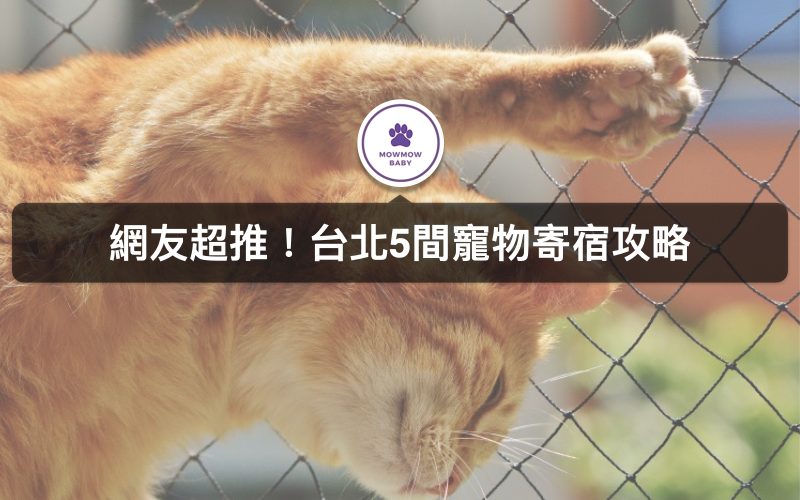 台北寵物寄宿竟然還設有狗狗安親班？！
