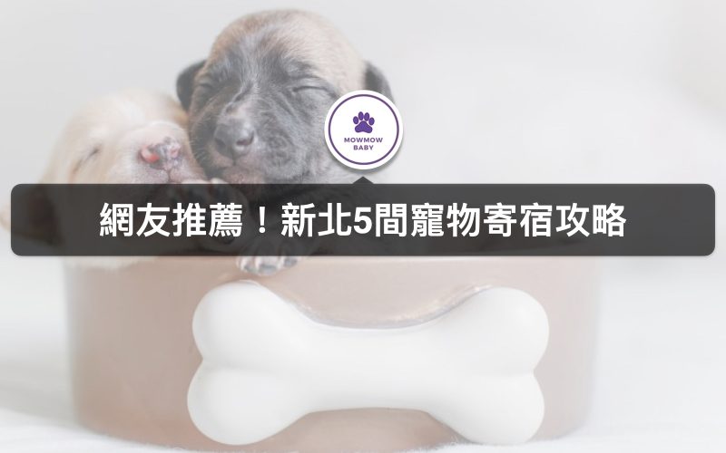 新北寵物寄宿篇｜寵物住宿還能交到新朋友？！